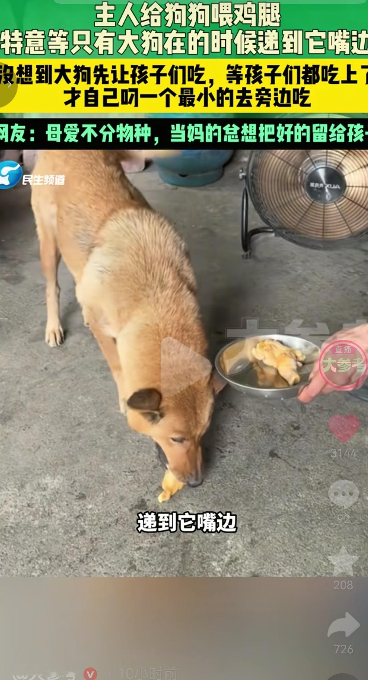 原来母爱真的不分物种，这一刻，真的被一只土狗狠狠治愈、也破防了。这件事发生