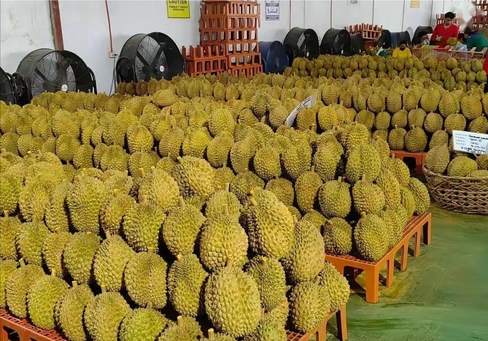 菲律宾今年上演了一出极其荒唐的闹剧，自产榴莲大规模滞销腐烂，数万吨鲜果堆在冷库和