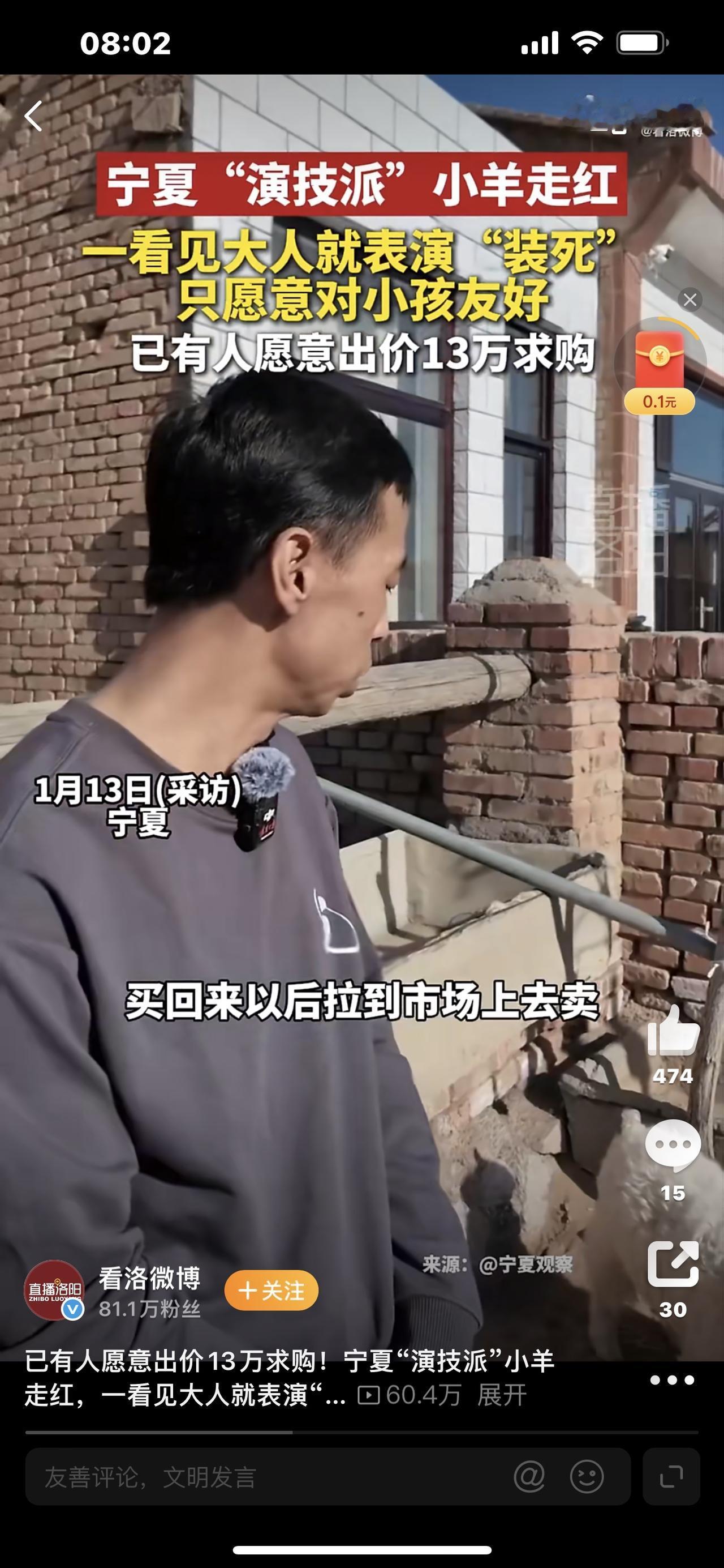 13万买只羊？宁夏“戏精小羊”见人就装死，主人的选择全网点赞！家人们谁懂啊！