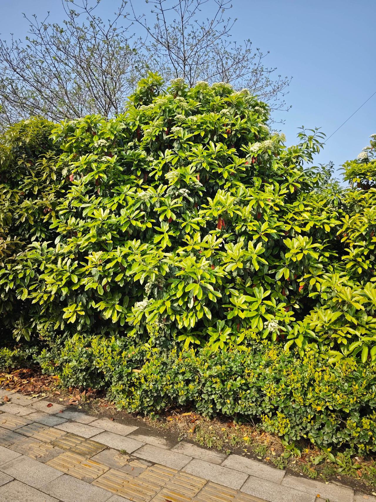 樱花没看到，就来看石楠花吧~武汉一年一季的石楠花季要来了，如果你错过了武汉的早樱