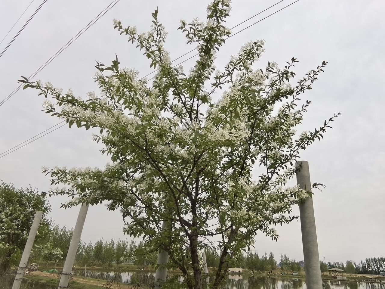 是流苏还是丁香？太好看了，阵阵清香，沁人心脾，让人不免心情大好起来。路遇几颗开