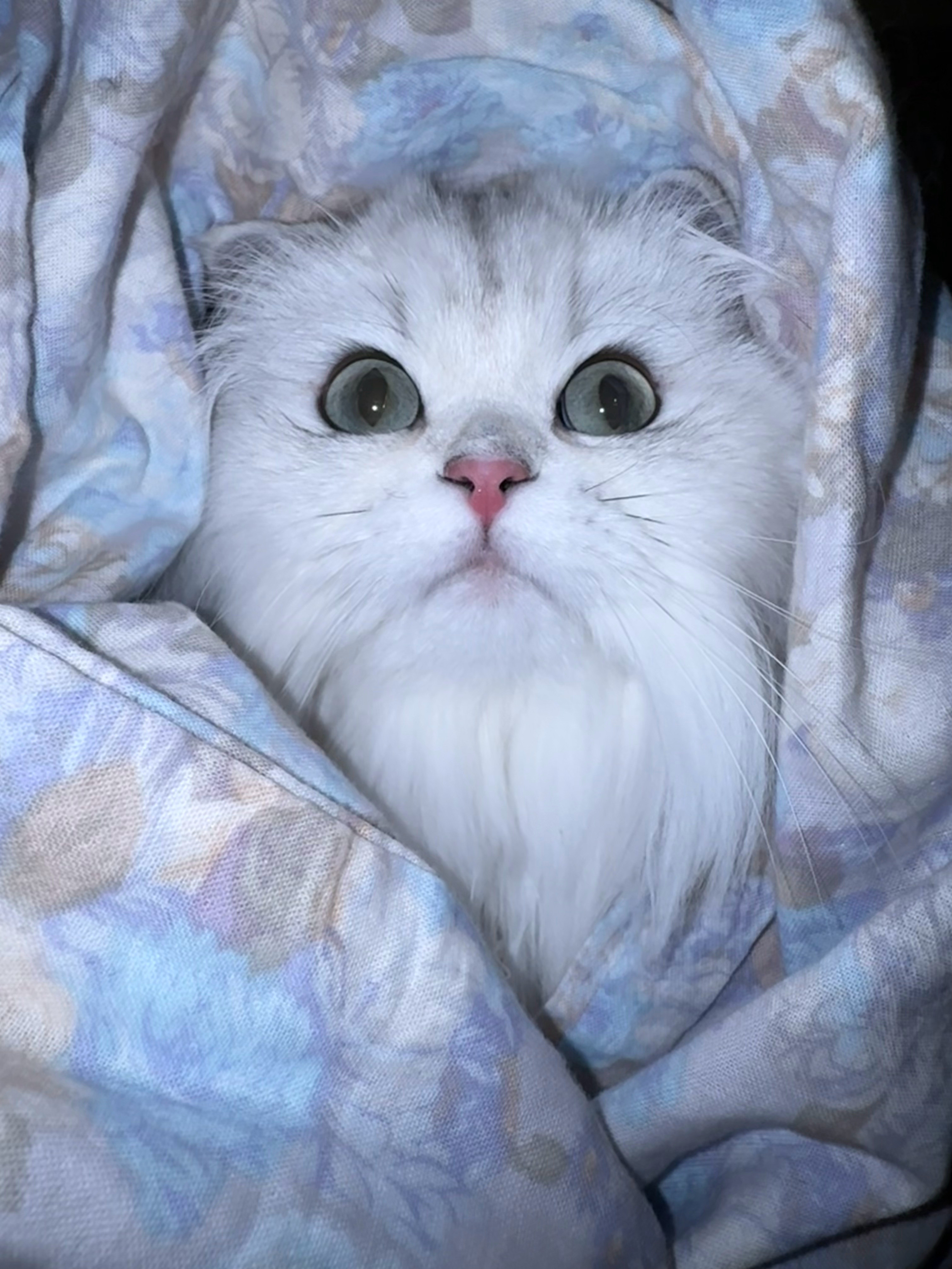 睡美咪365天拍摄计划