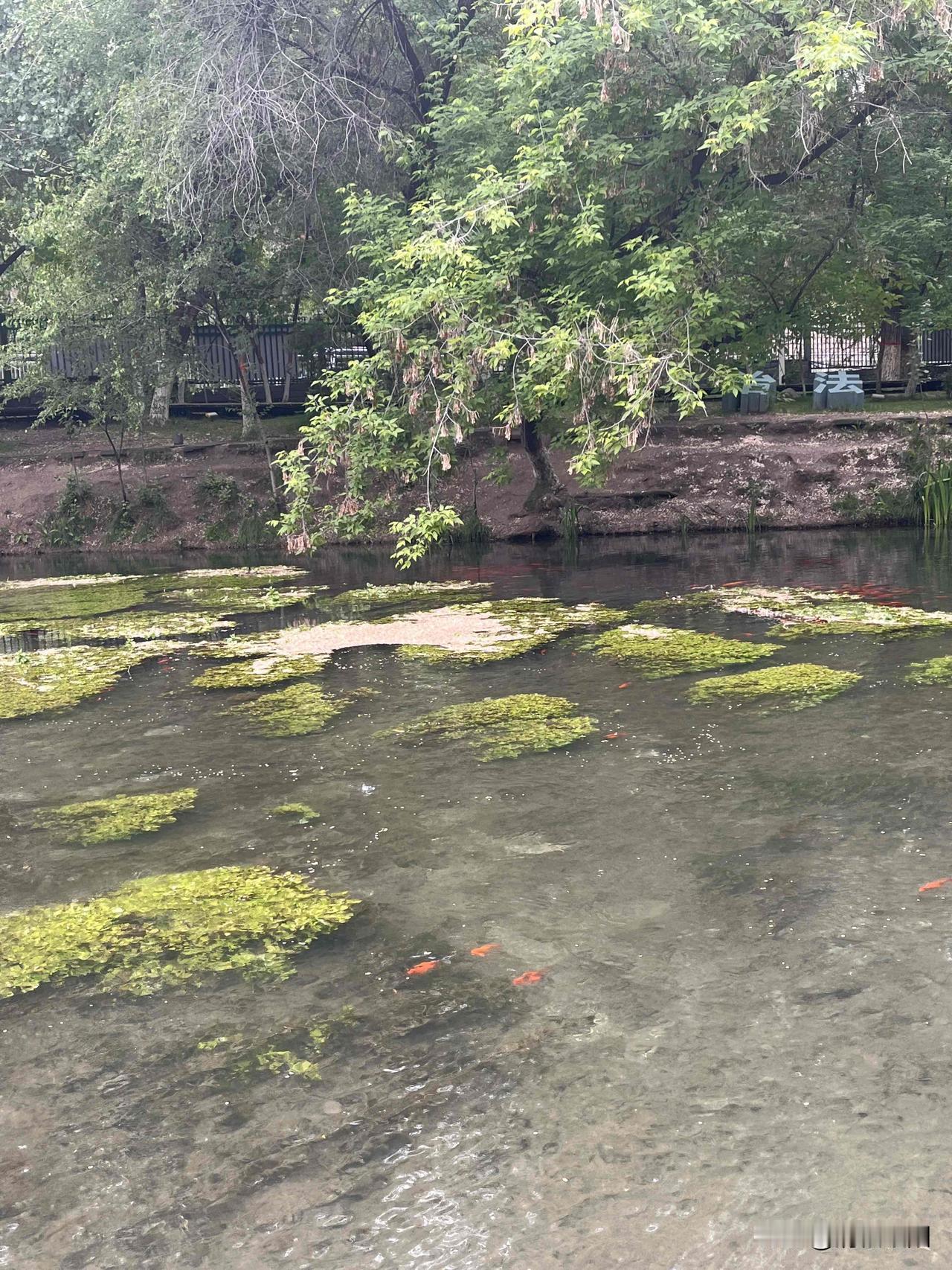五月的雨悄然落细如丝激起层层涟漪任思绪绵绵雨中漫步多了份平静坦然