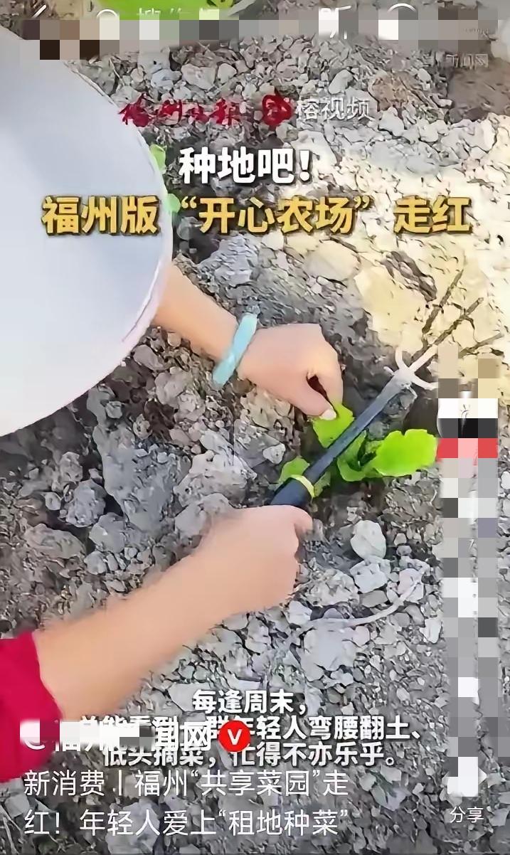 谁说种地只能老老实实种粮食赚辛苦钱？济南小伙韩坤桀直接把10亩闲置地分成200