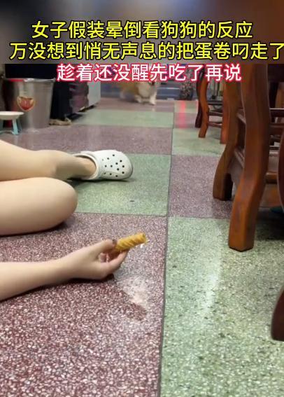 “笑不活了！”6月25日，广东，一女子假装晕倒，看自家狗狗的反应，结果，万万没想