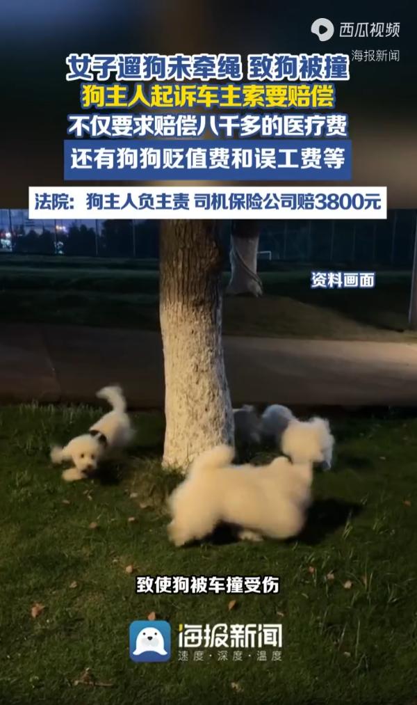 “又白嫖成功了？”北京平谷，一名女子在户外遛狗时，未按照养犬规定给狗狗佩戴牵引绳