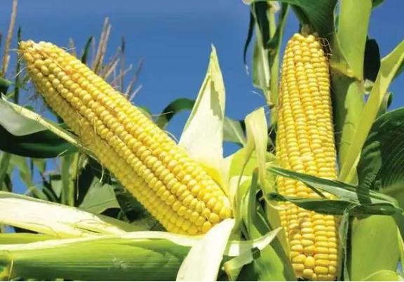 为什么玉米被认为是“外星植物”？一位种了半辈子地的老人告诉我，90%的人都不知道