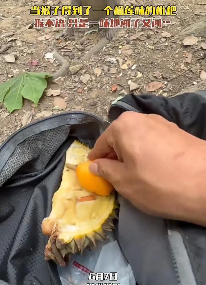 笑不活了！近日，贵州贵阳一名男子到景区看猴子时，心血来潮把枇杷放在榴莲里面滚了几