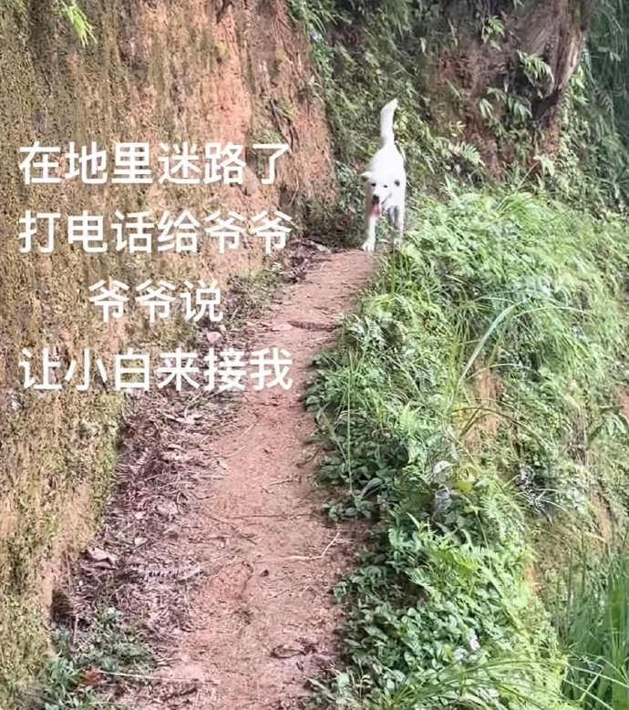 狗狗：终于派上用场了