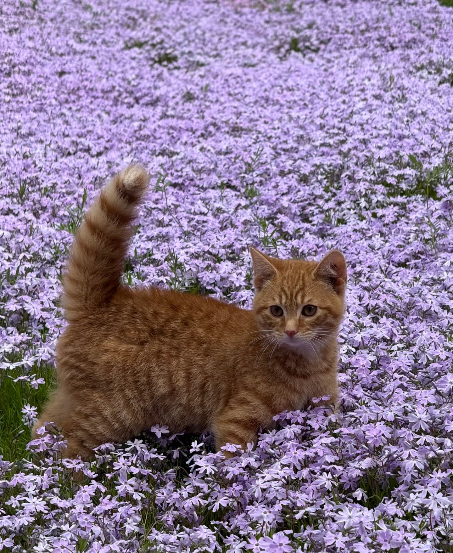 花海里的猫猫