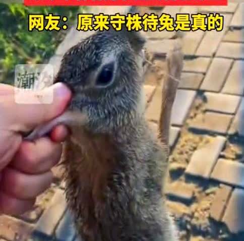 一个男子在公园散步，突然一只野兔冲过来撞到他腿上，兔子直接躺地上不动了，