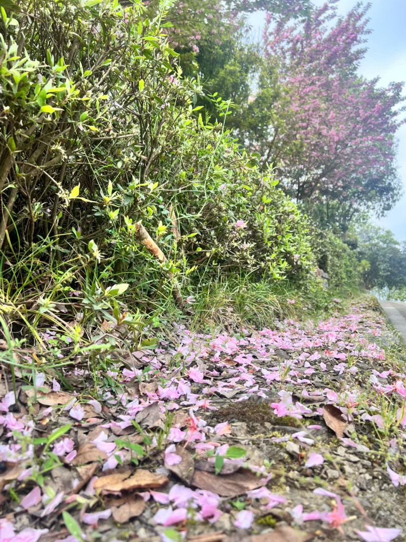 每日一善生活里的善意从来都藏在细碎日常里：一句真诚的夸赞，一次包容的体谅，一
