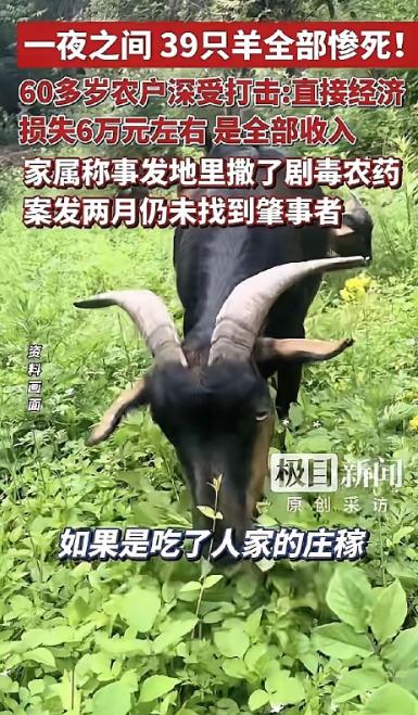太痛心！山西霍州六旬农户一夜之间痛失39只羊，全部遭剧毒农药毒发身亡，直接经