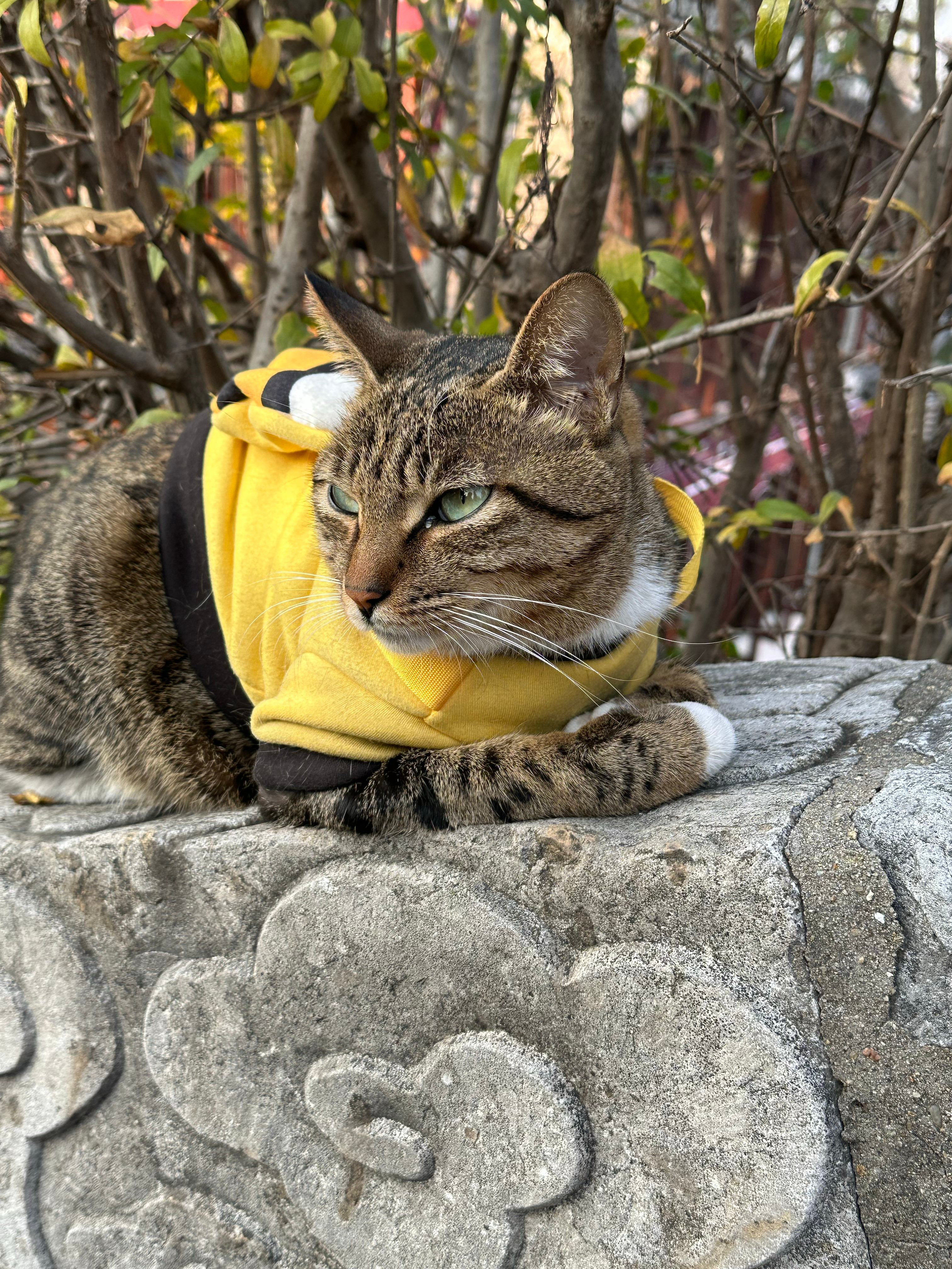 你可以不聪明，但一定要跟对猫。怎么会这么可爱