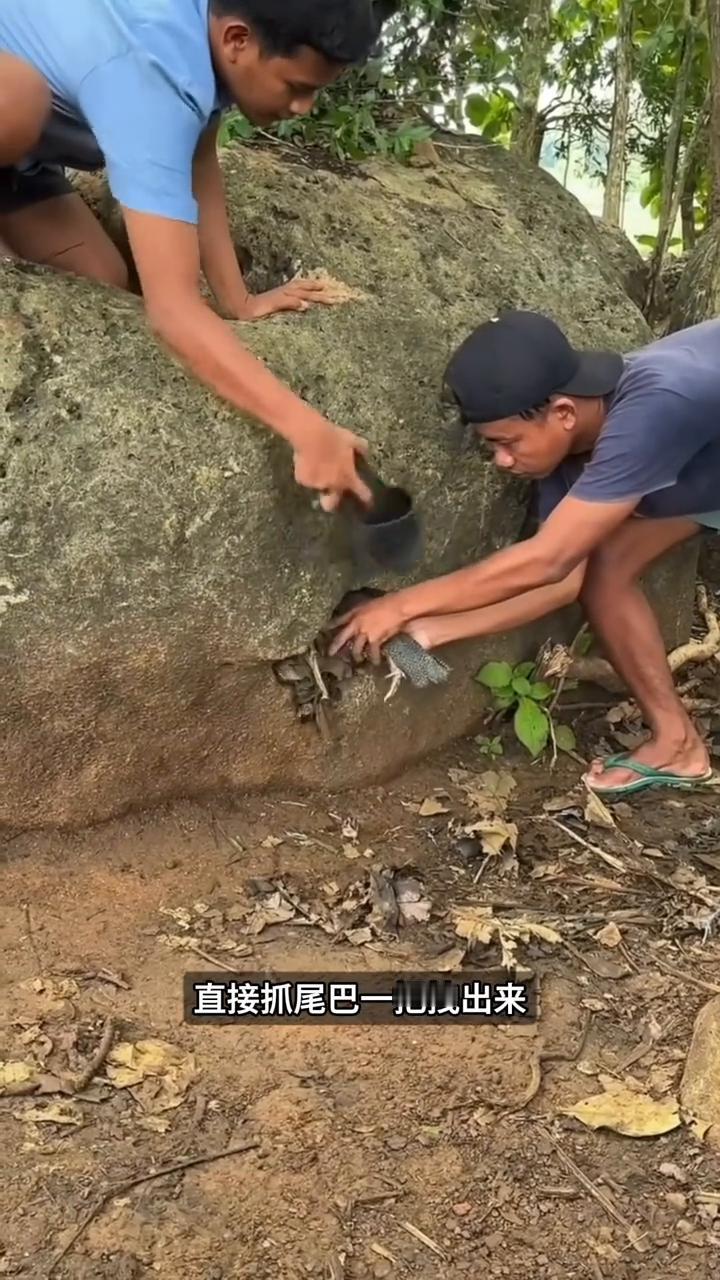 石缝暗藏群禽。注意看，石头缝里突然动了一下，一只怪模怪样的东西缩在里面一动不动