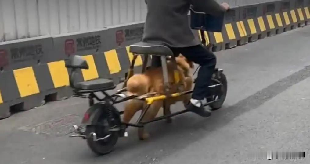 狗动车？大爷的脑洞真的太大了。江苏常州一位大爷，他把电动车的电瓶给拆掉，装上