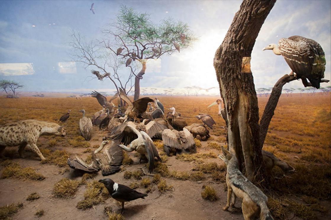 由于人类干预，不少动物开始“倒退进化”，这是生物大灭绝征兆？在我们的常识里，