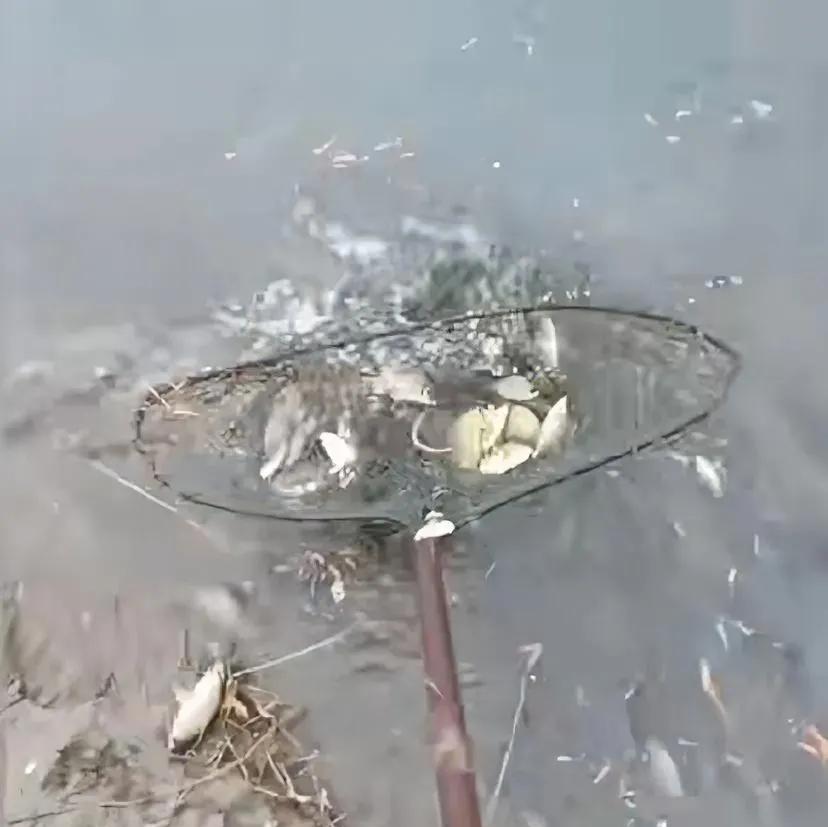 郑州暴雨，河里大量鱼缺氧浮出水面，男子捞鱼，捞到三轮车都装不完！这郑州下大雨，