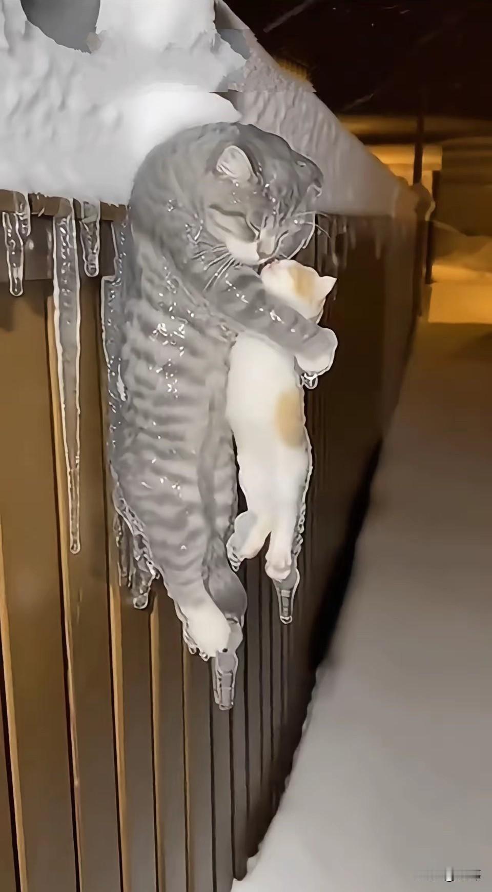 泪目了！这天夜里下着暴雪，到处都是白雪皑皑的一片，一位大哥下班回家，当他走到一条