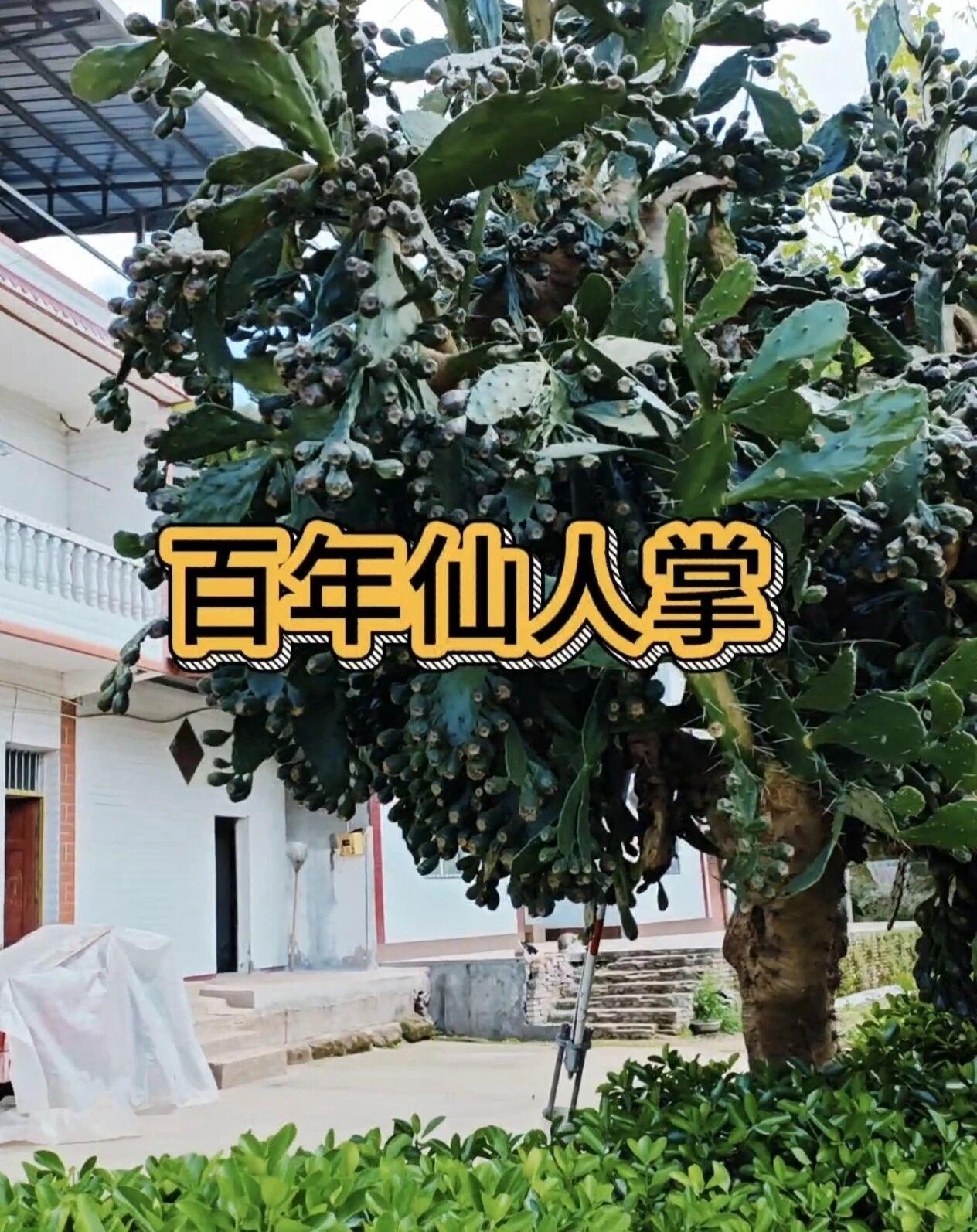 这仙人掌长得比我奶奶还老，百年仙人掌声