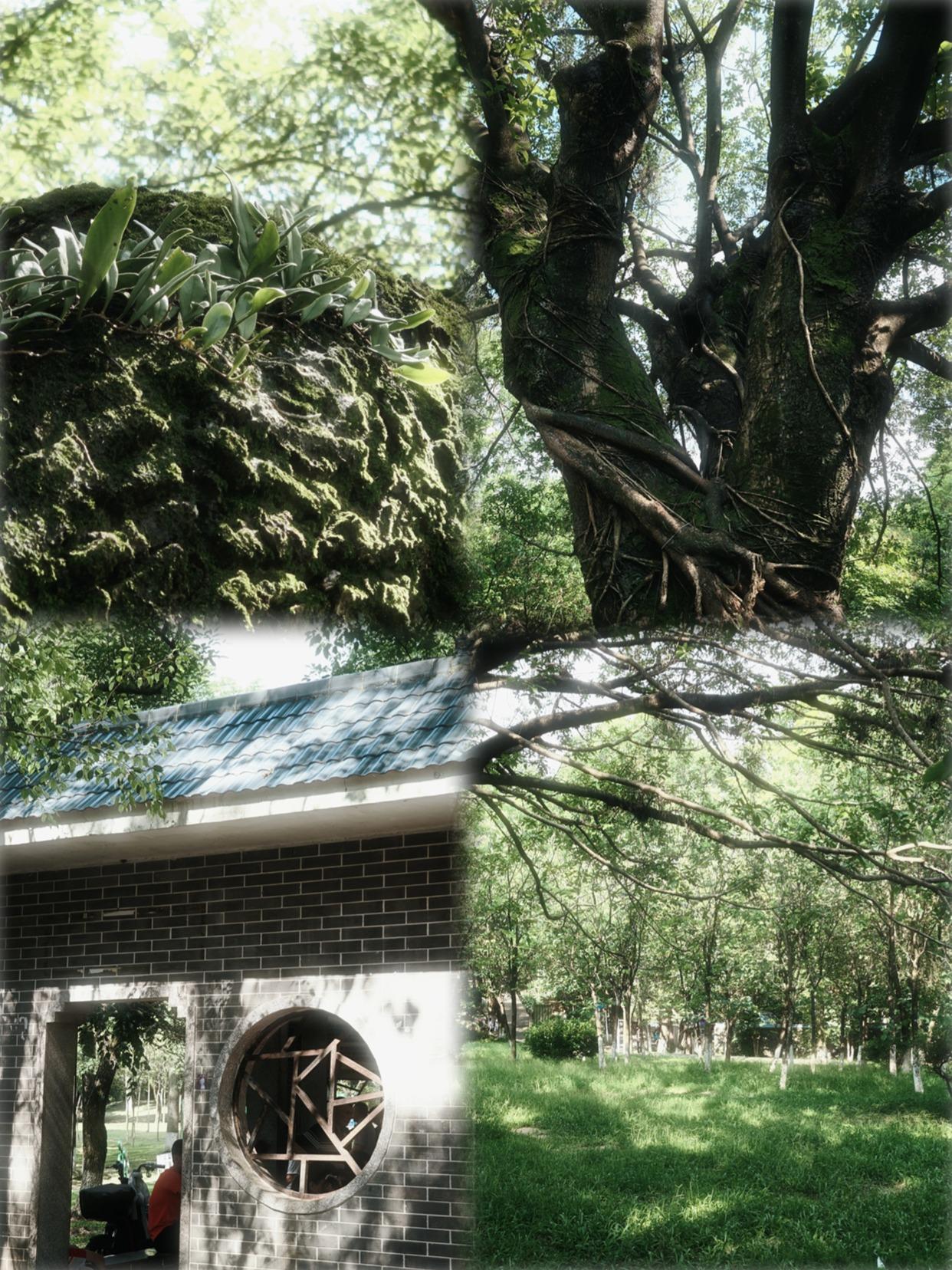 现实版绿野仙踪🌳OPPO理光相机模式太绝了周末踏青，OPPO的大师模式真的