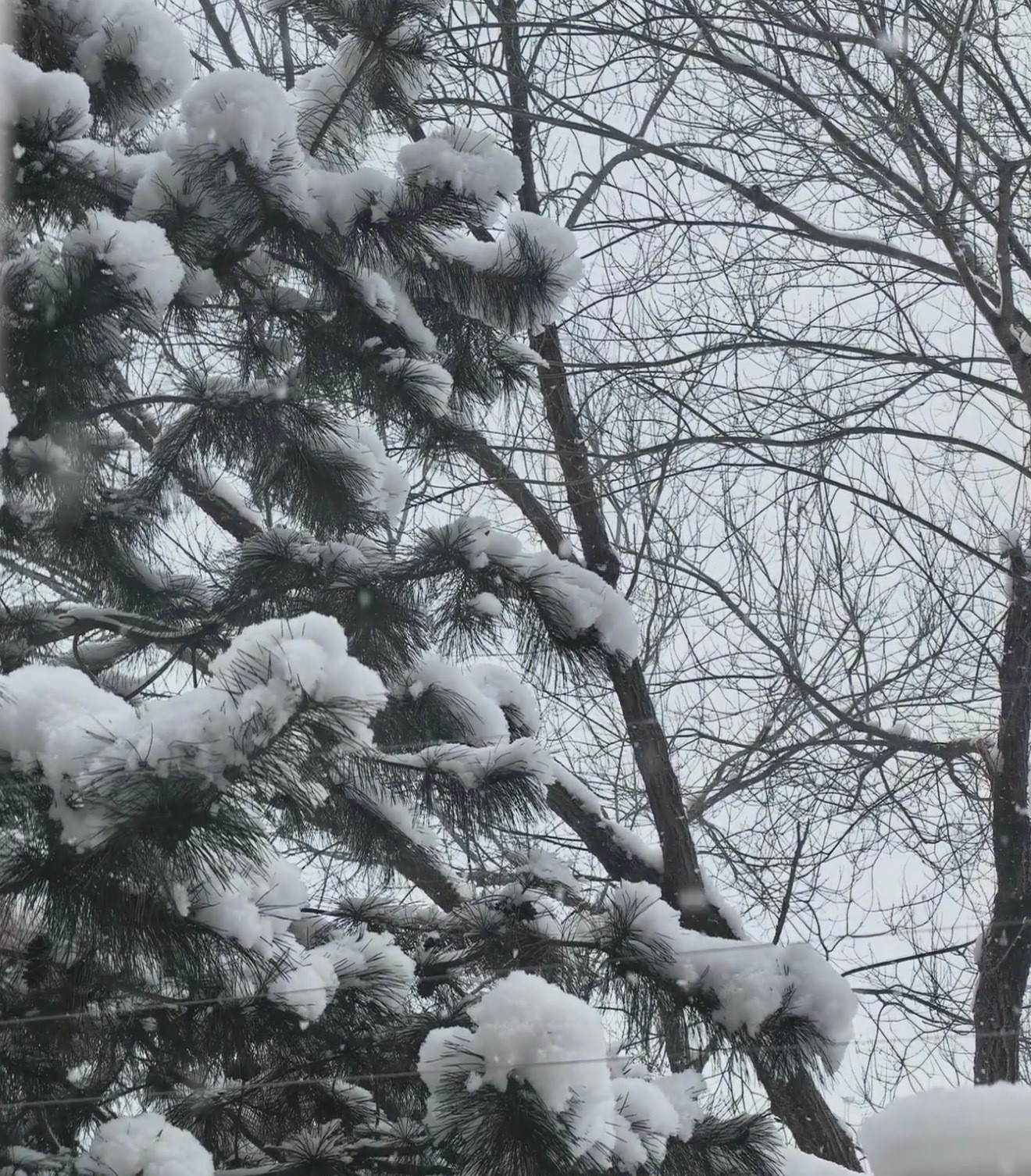 北京鹅毛大雪刚才刷朋友圈和小🍠，北京这么大雪啊！这两天故宫还不得好多人排队去拍
