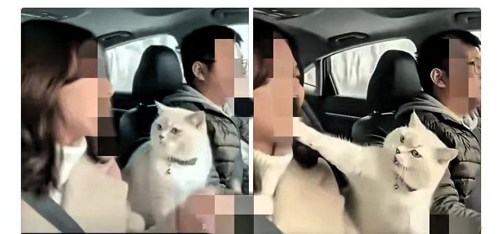 小两口开车回河南老家，带上了猫。结果丈夫开错路，得多绕20公里。妻子越想越气，在