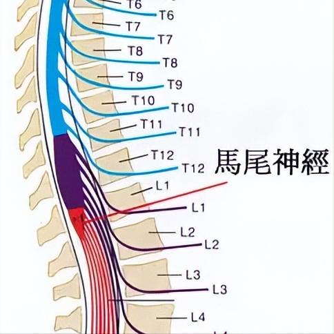 马尾神经损伤的7个信号，出现一个就要警惕！1.排尿异常很多患者最早出现的就是