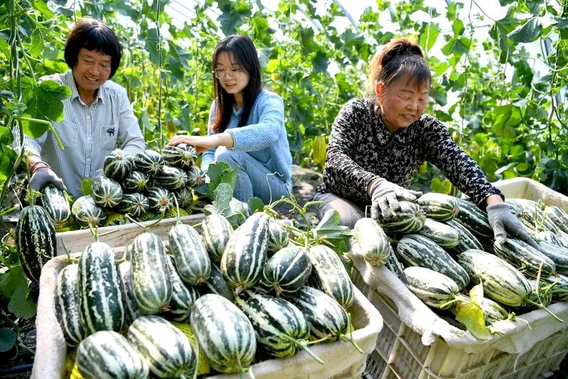 磷酸二氢钾（KH₂PO₄）是一种高效的水溶性磷钾复合肥，广泛用于叶面喷施。它能够