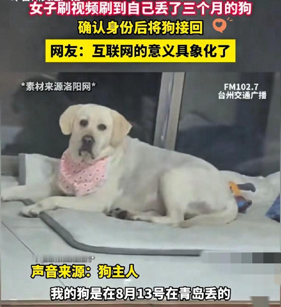 谁能想到！青岛丢了3个月的拉布拉多，竟然在长沙被刷视频刷到了！高女士8月中