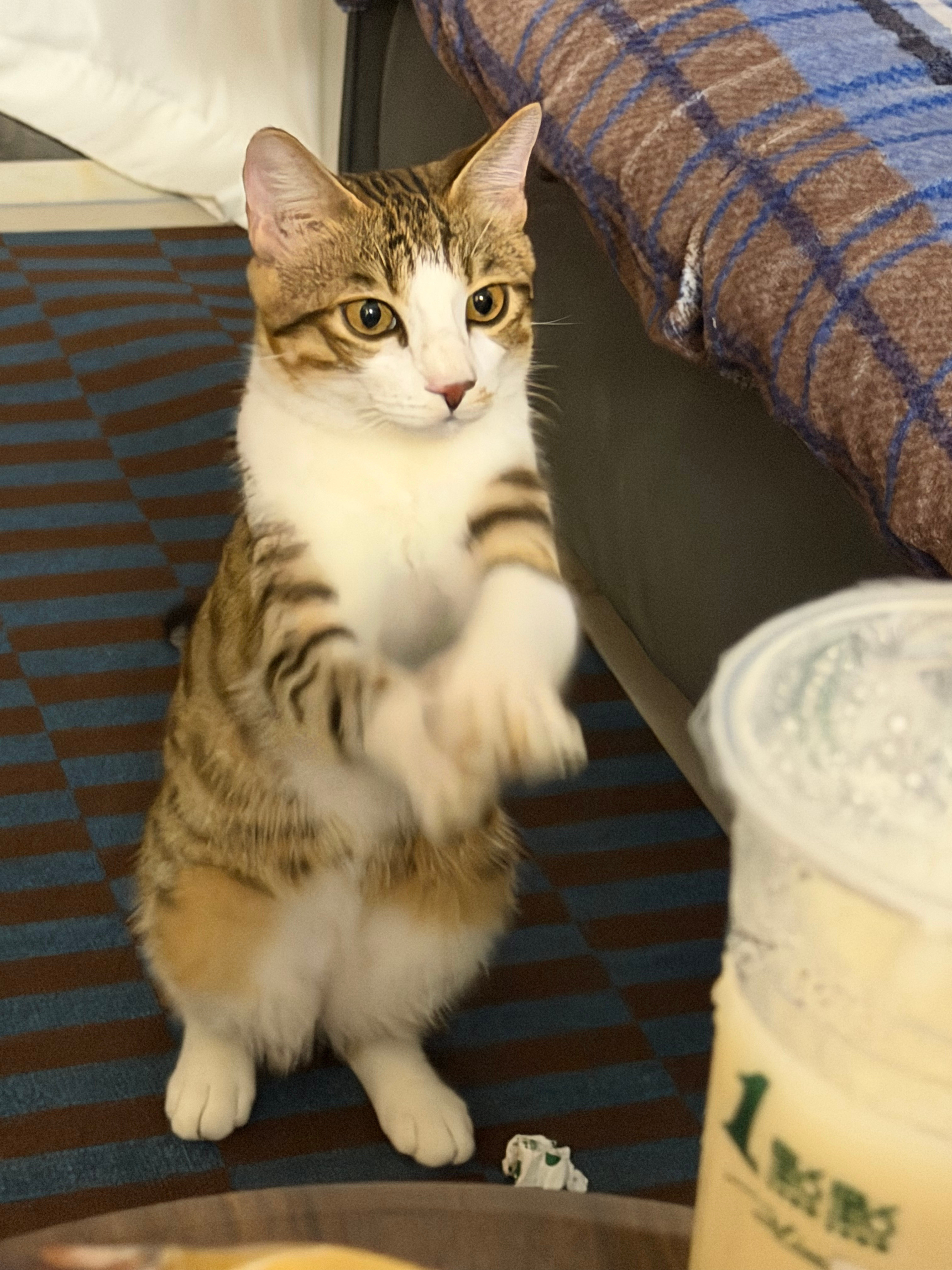 乞讨小猫！！！​​​
