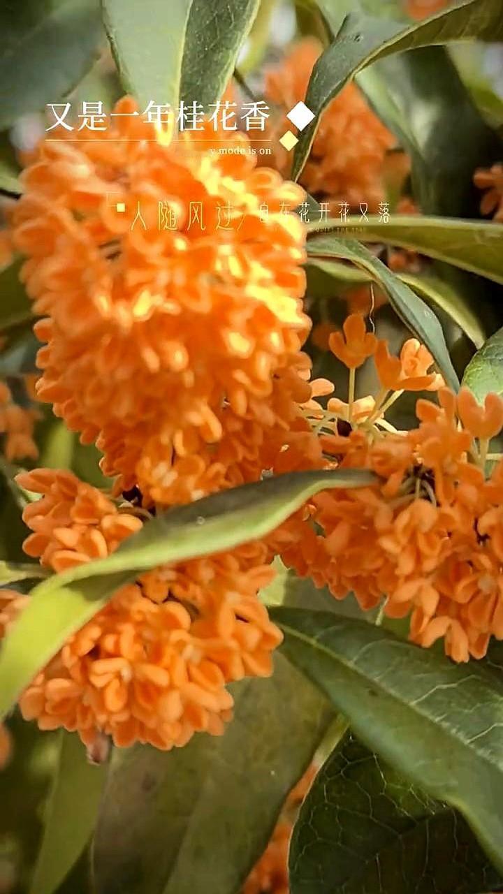 “只有桂花香暗飘”——这句像偷偷写在日记角落的叹息,一夜之间刷屏。有人把它当