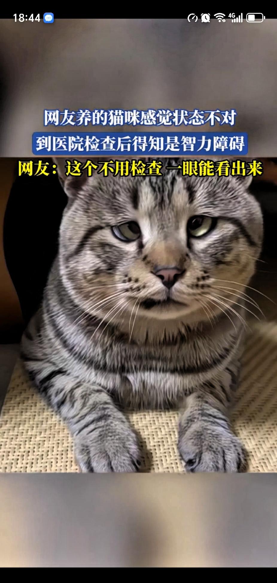 一个网友看着自家的猫咪，总感觉不太对劲的样子，就带着猫去看医生了，没想到自家猫竟