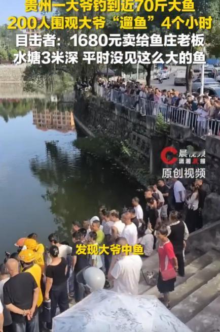 “太不可思议了!”遵义，一位大爷钓鱼，突然钓上一条70多斤的巨鱼！鱼线太细不敢