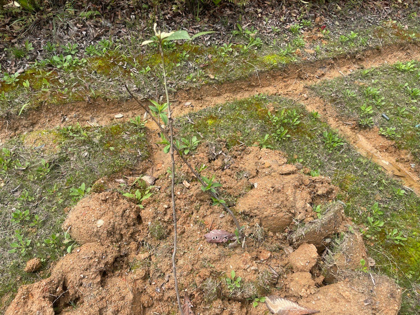 生命真是个奇迹，2月份种的小树苗，开始发芽了。三年之后，坐等等吃橘子。武穴