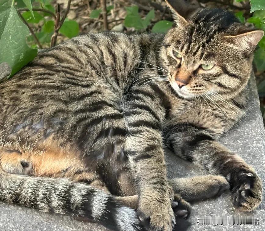 姐夫二姐从农村搬到城里了，留下了一只狸花猫。这猫也是真聪明，知道主人不要它了，立