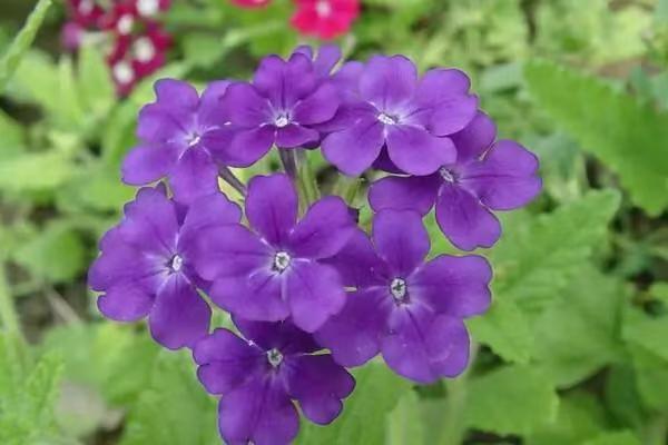 70后的婆婆们学会自己哄自己后，很多事情就想明白了：1、儿子结婚后，不主动联