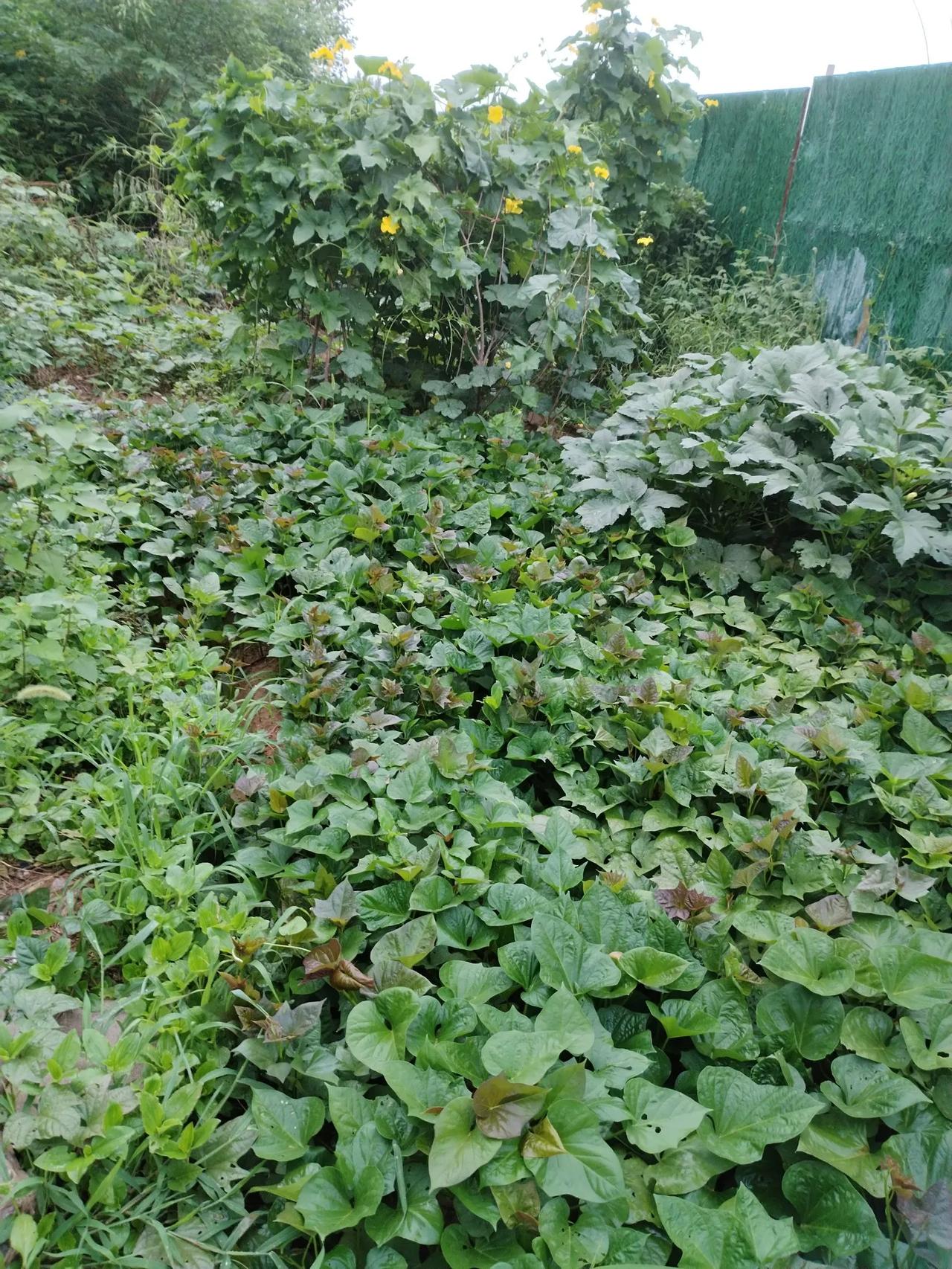 绿色蔬菜，心之所爱