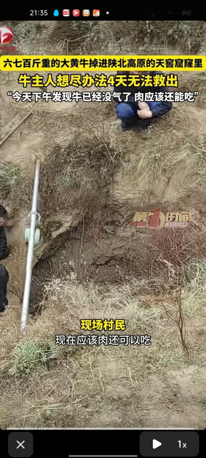 4月6日，榆林市清涧县。六七百斤重的大黄牛掉进陕北高原的天窖窟窿里，牛主人想尽办