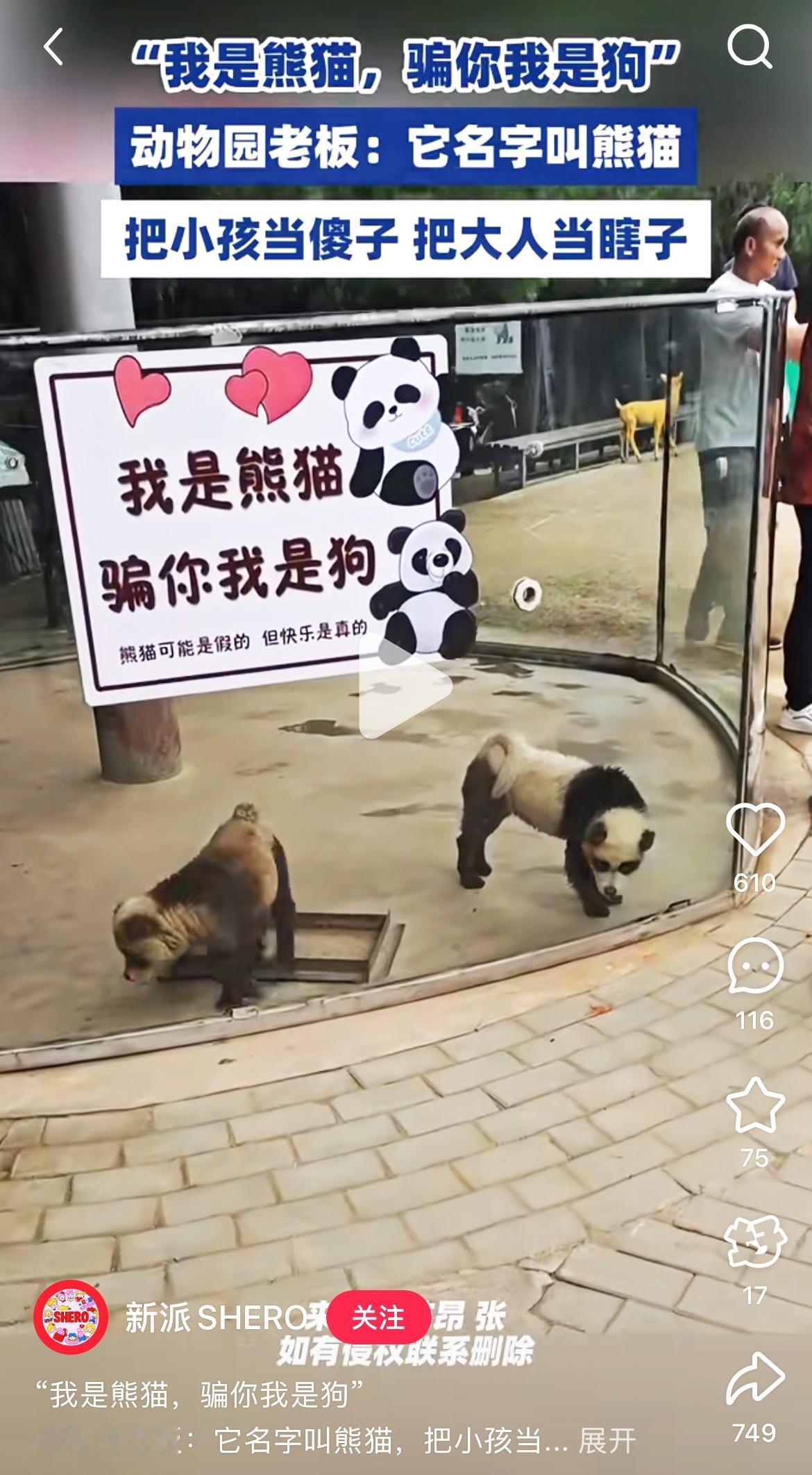 “家人们谁懂啊！动物园拿狗冒充熊猫，还要立牌子‘骗你我是狗’，这操作把我看懵了！