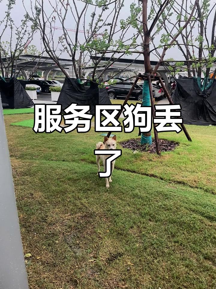 服务区8小时的等待：它穿的旧衣服，藏着最纯粹的忠诚广东清远高岗服务区的广播里