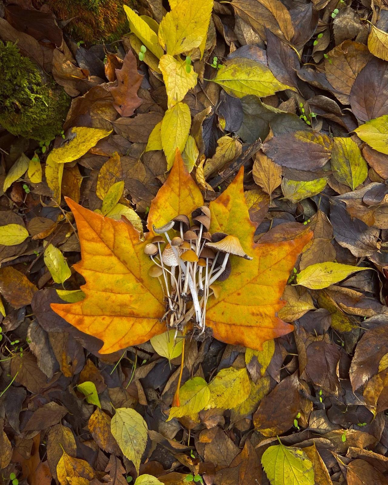 乡村的秋是斑斓的童话🌾🌿🍂