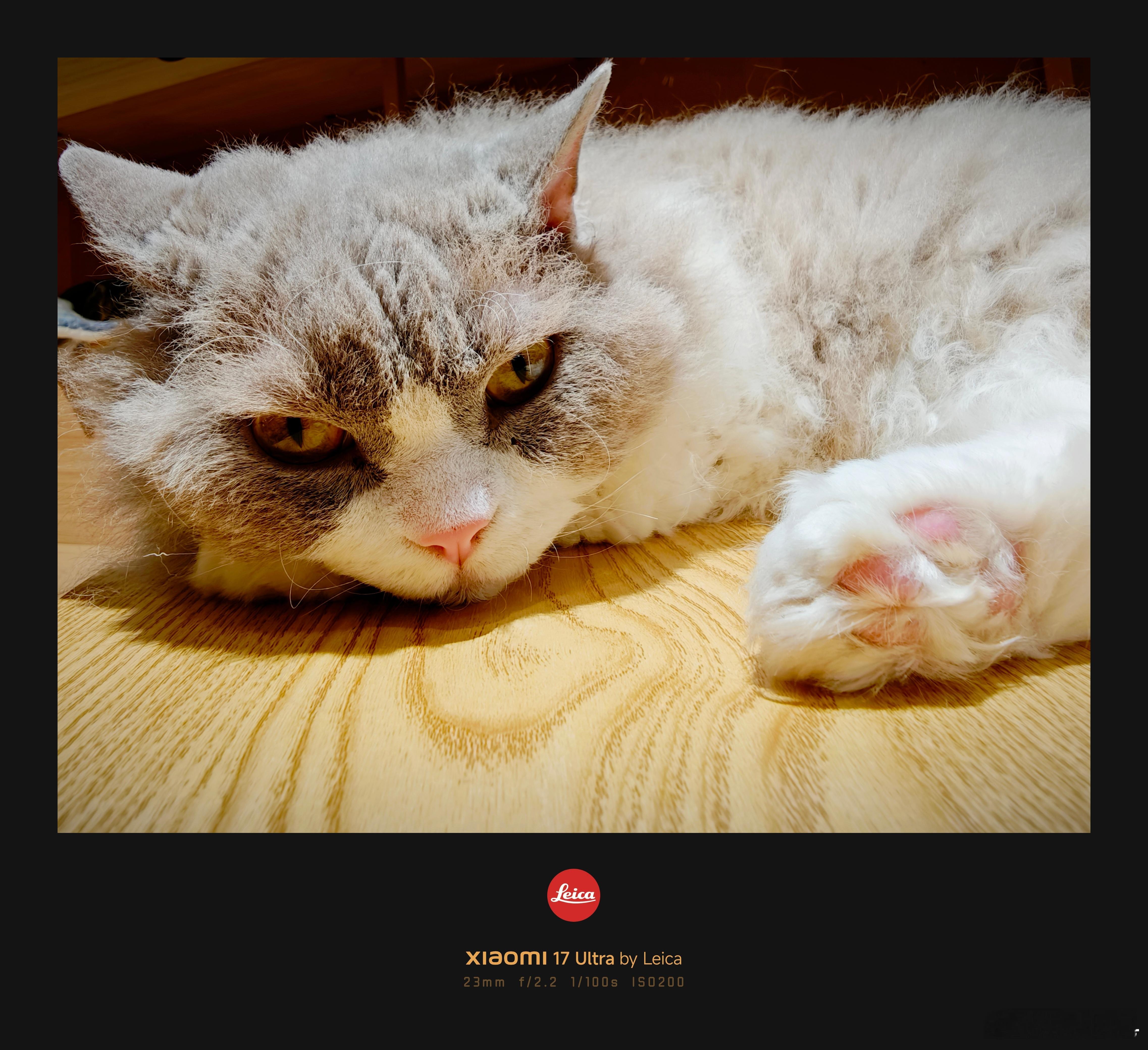 拍了一点猫片，撸撸猫，心情好来自小米17Ultra