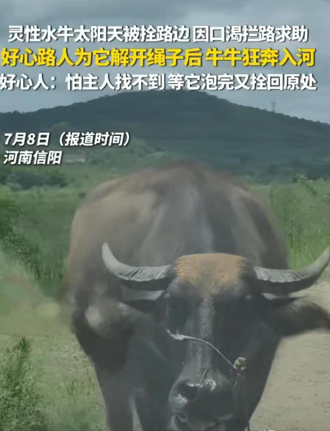 “万物皆有灵性！”河南信阳正午高温肆虐，路面酷热难耐，一头水牛被主人拴在路边暴晒