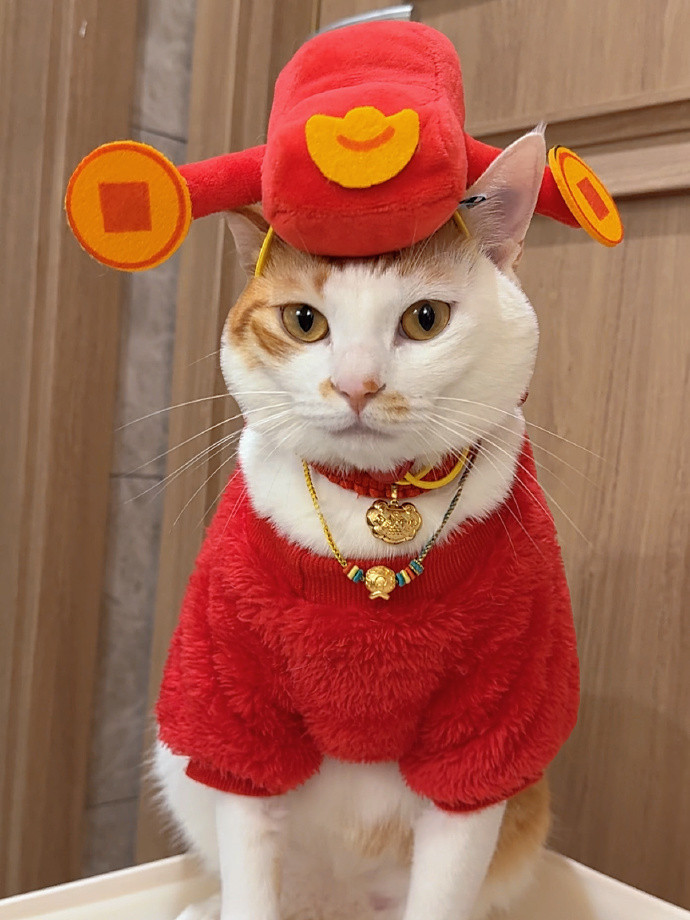 起猛了看见真的招财猫了，此刻招财猫真的具象化了​​​​