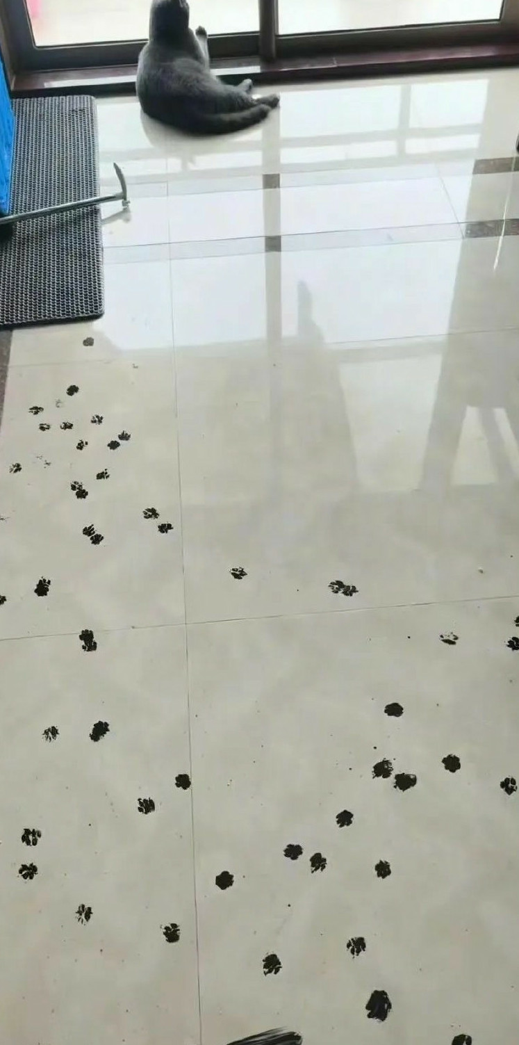 猫和老鼠果然是纪录片