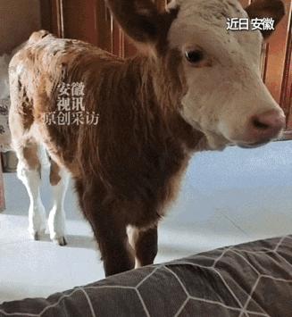 太暖心了！5月4日安徽视讯报道，安徽一位卖馒头的大姐路过屠宰场，发现一头刚出生的