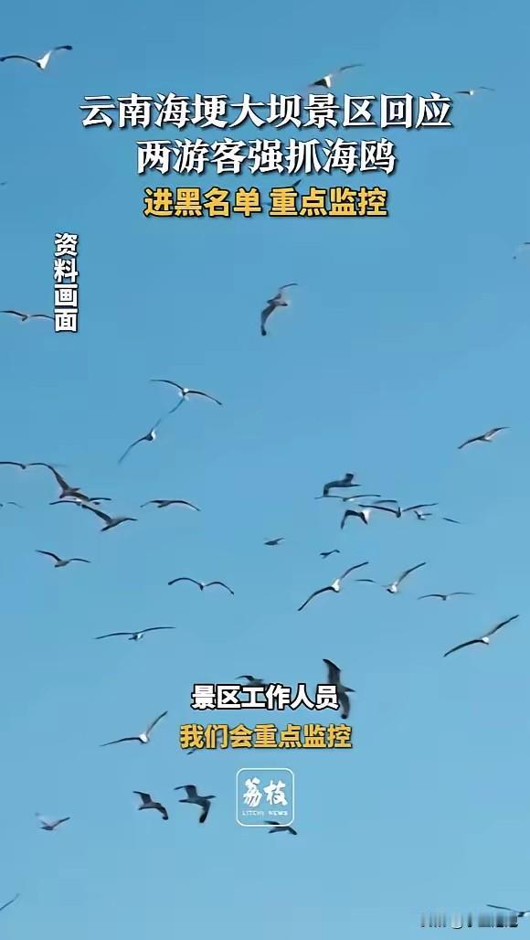 “太没素质了！”云南昆明，2名游客在喂海鸥时，其中一人趁海鸥靠近，突然伸手一把抓