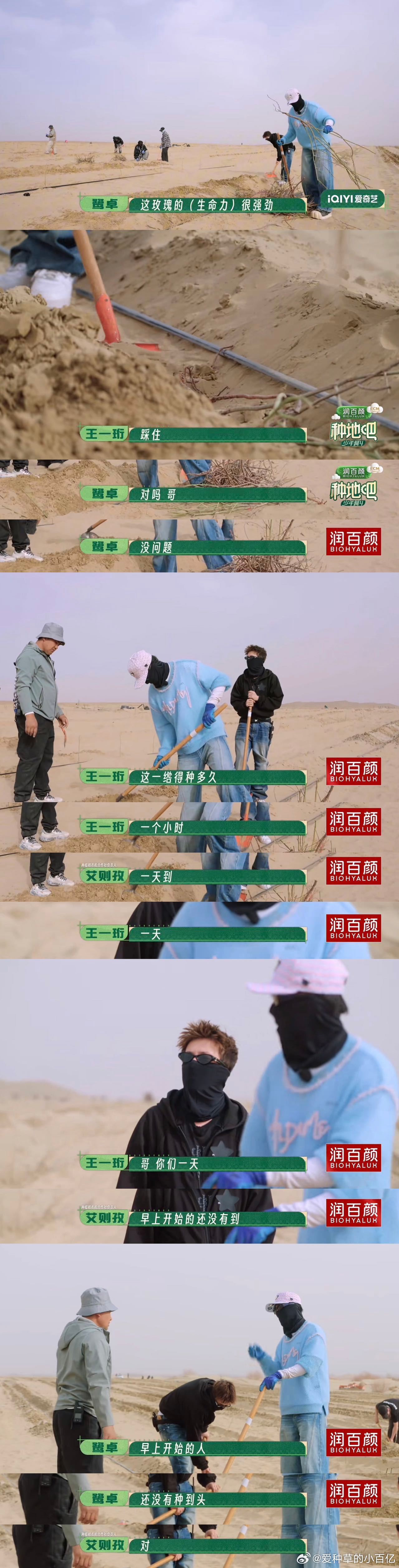种地吧沙漠种玫瑰开启沙漠耕耘之旅！认真学习沙地防护与栽种技术，搭建防风林后分组