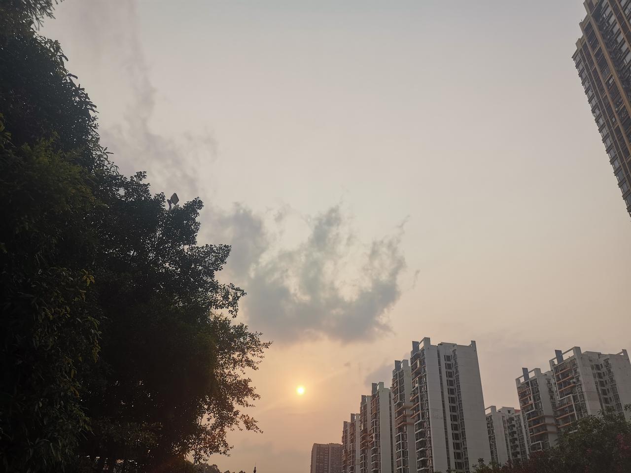 温氏土鸡到店！南宁人爱吃的鸡煲，终于有新鲜好货了刷到“首批300只温氏土鸡